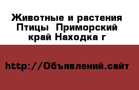 Животные и растения Птицы. Приморский край,Находка г.